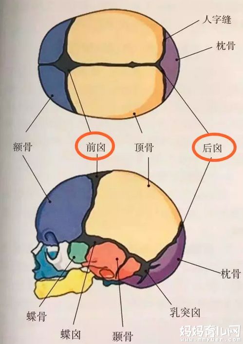 囟门 命门,又软又薄摸不得 囟门闭合晚了是缺钙吗